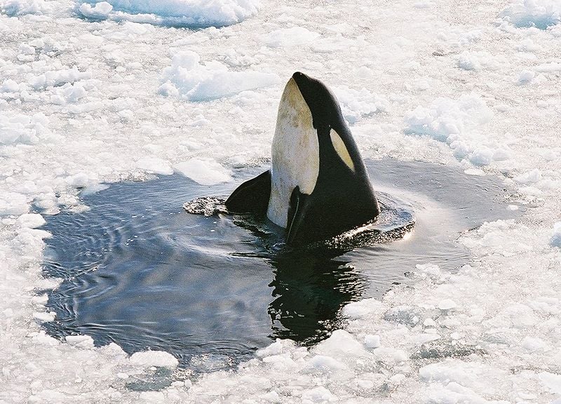 9. Orca Whales Can Be Found Here