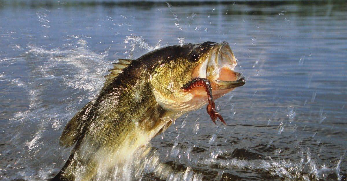12. Largemouth Bass – 12 lbs