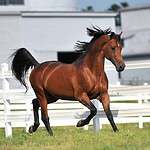 Buying Young Horses Is a Gamble