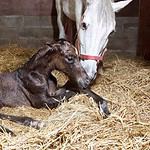 The Real Money Is in Breeding