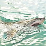 How deep can sharks dive?