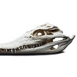 2.. The Alligator Skull