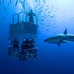 Great White Sharks Are Gathering at This Mysterious Ocean “Cafe”