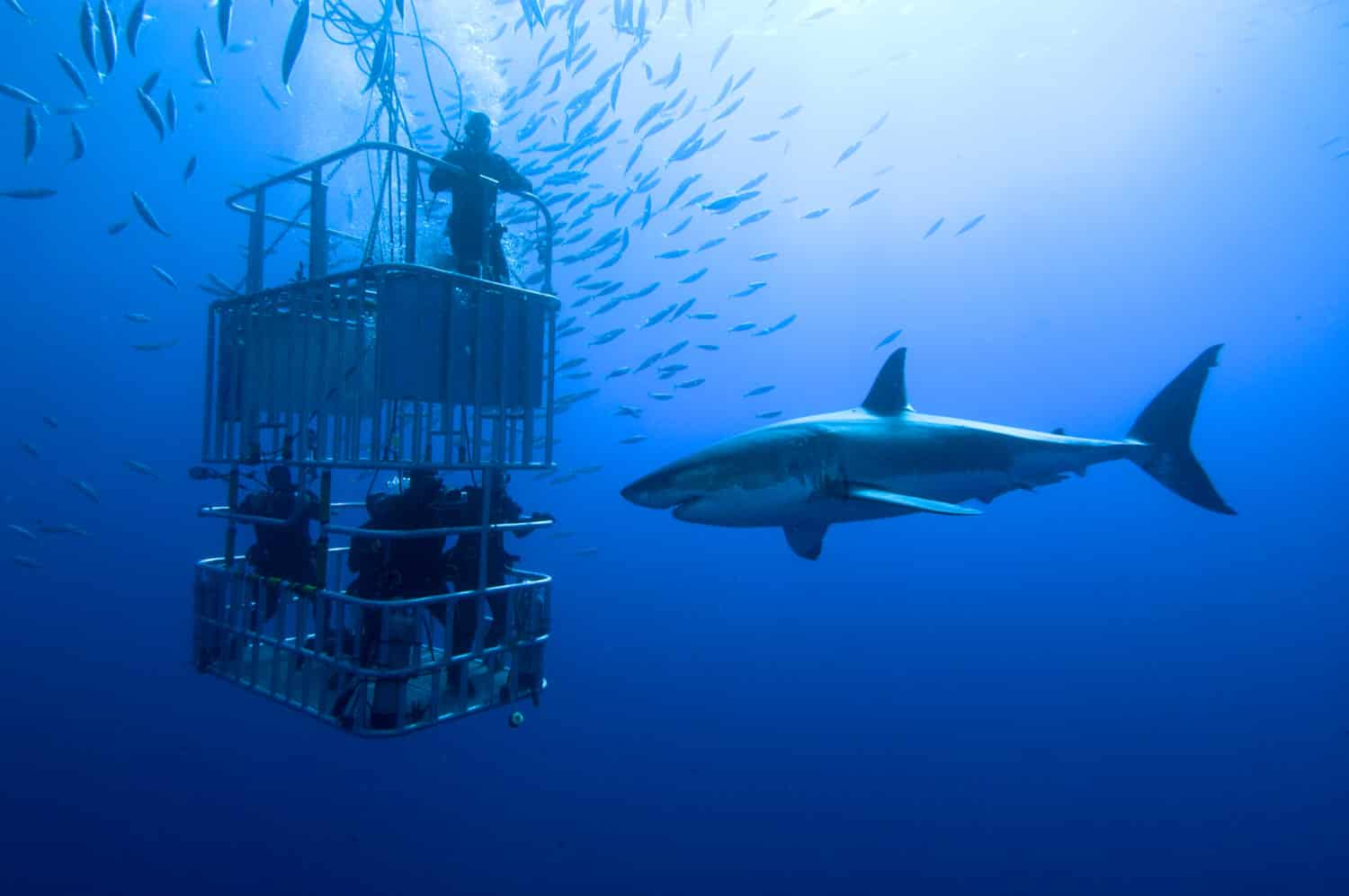 Great White Sharks Are Gathering at This Mysterious Ocean “Cafe”