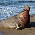16. Seals Are Common in Antarctic Waters