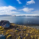 21. Only Two Known Flowering Plants Grow on Antarctica