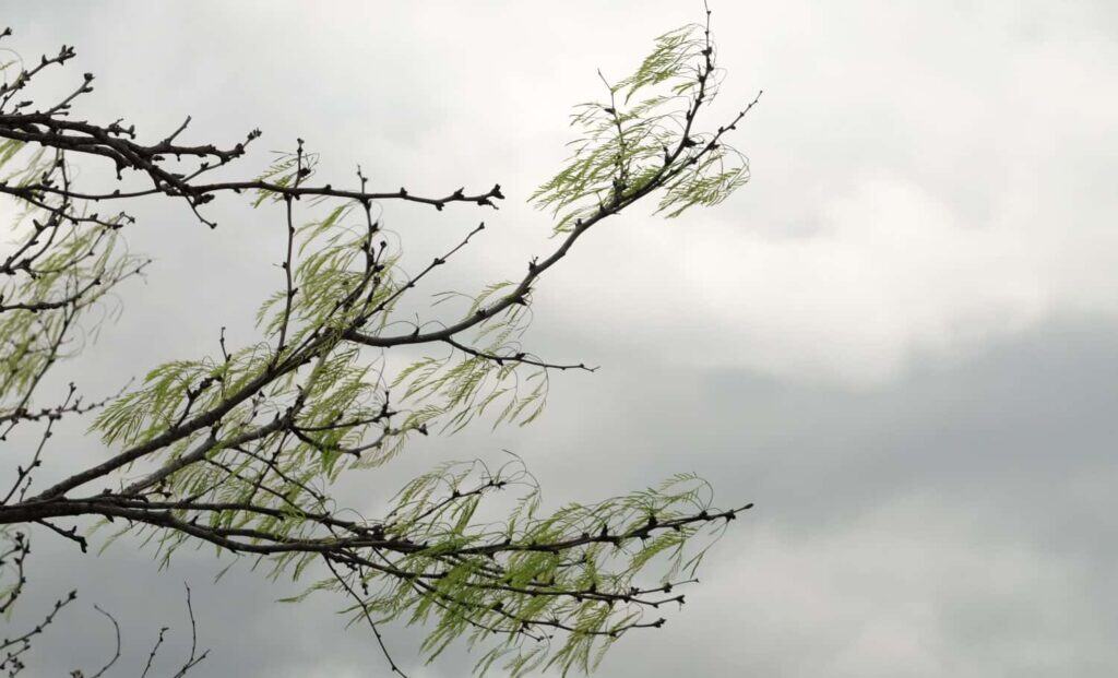 Honey mesquite tree branch in windy weather with storm cloud background.