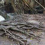 Why Do Some Trees Have Such Shallow Roots?