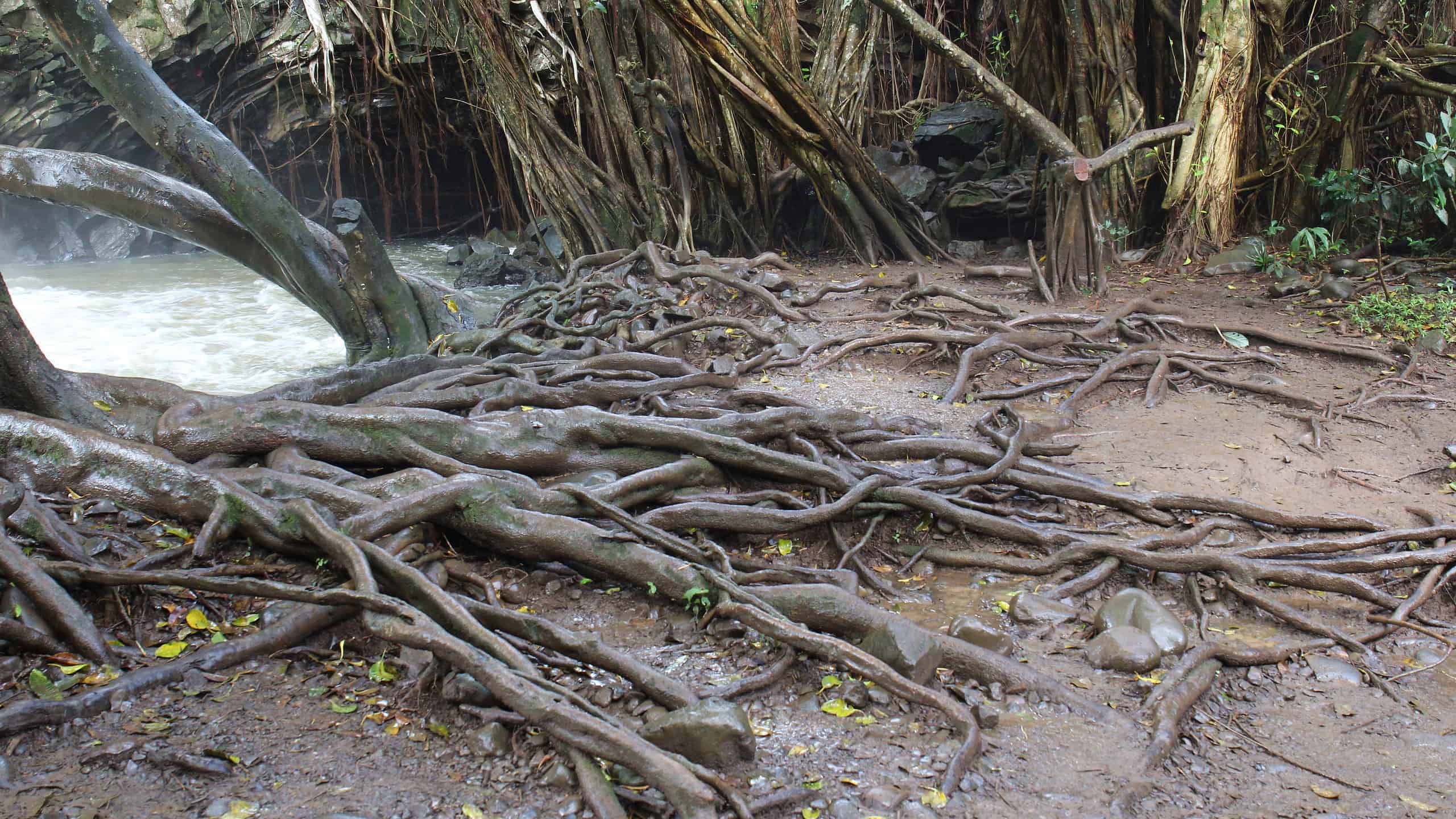 Why Do Some Trees Have Such Shallow Roots?