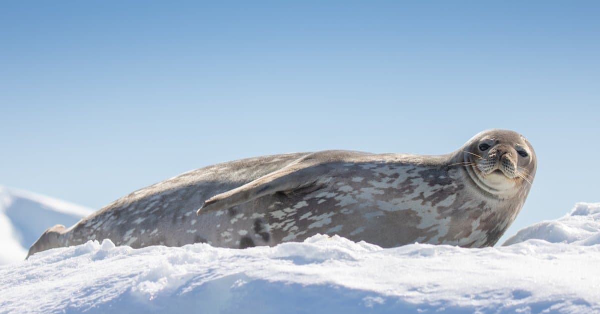 17. Weddell Seals Often Live Near Antarctic Bases