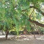 The Deepest Tree Roots