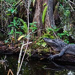 8.. The Tom Grant Alligator