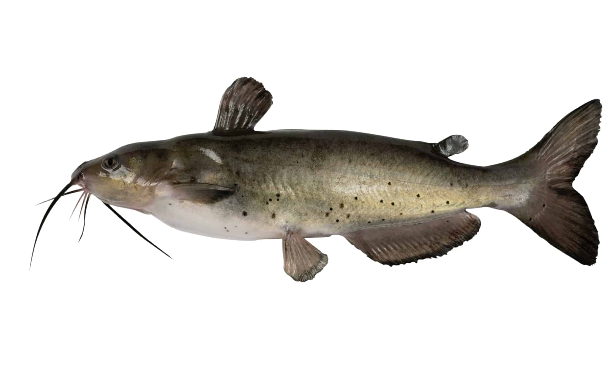 3. Channel Catfish – 39.68 to 50.71 lbs