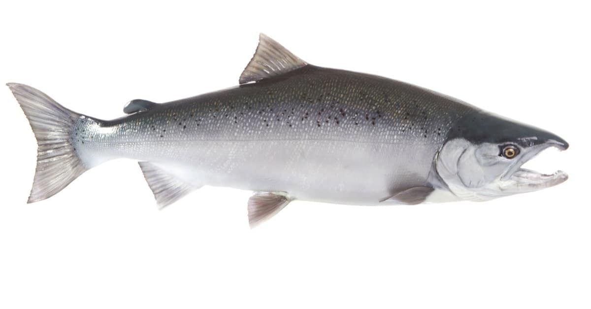 11. Coho Salmon – 18.5 lbs