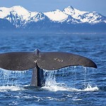 8. Whales LOVE Antarctica
