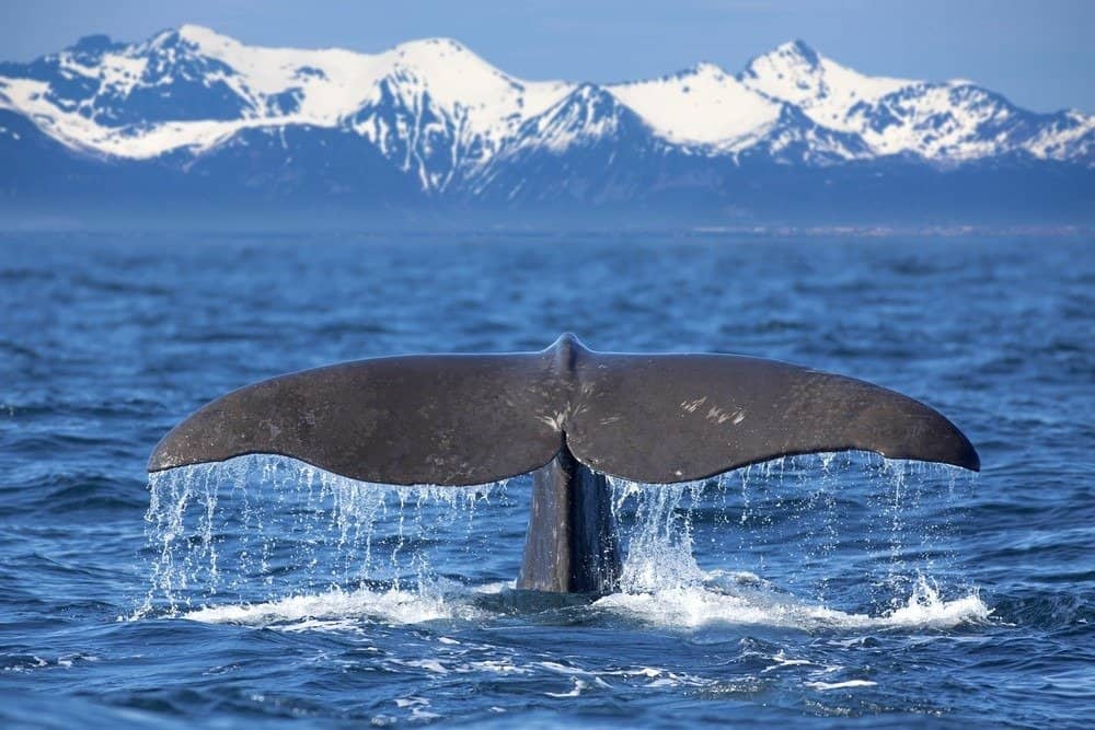8. Whales LOVE Antarctica