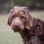 Wally Conron – Labradoodles