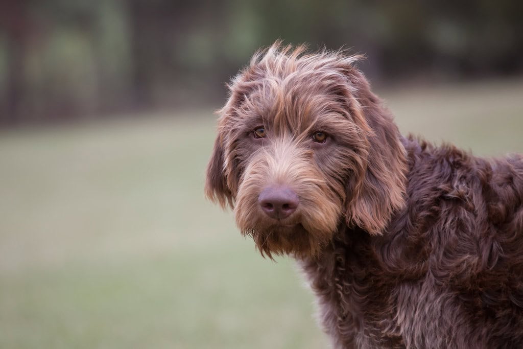 Wally Conron – Labradoodles