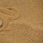 Animals in the Lut Desert