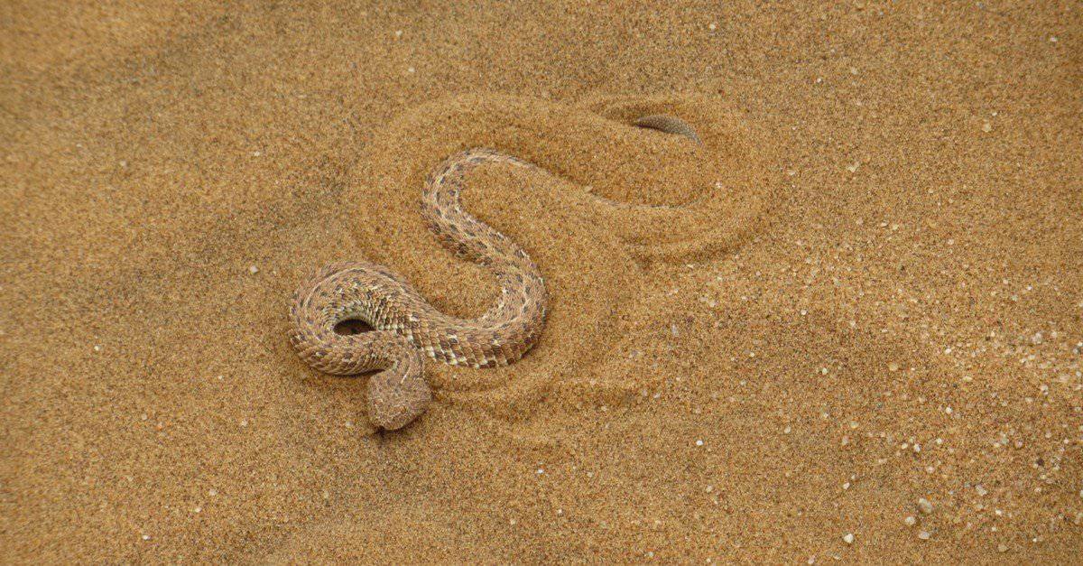 Animals in the Lut Desert
