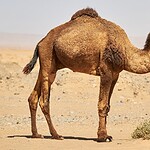 What Lives in the Sahara