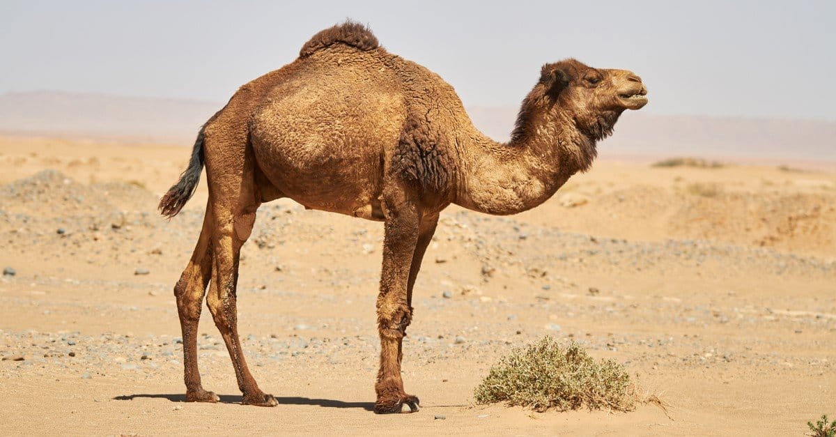 What Lives in the Sahara