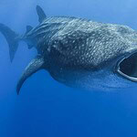 Which prophet was swallowed by a great fish?