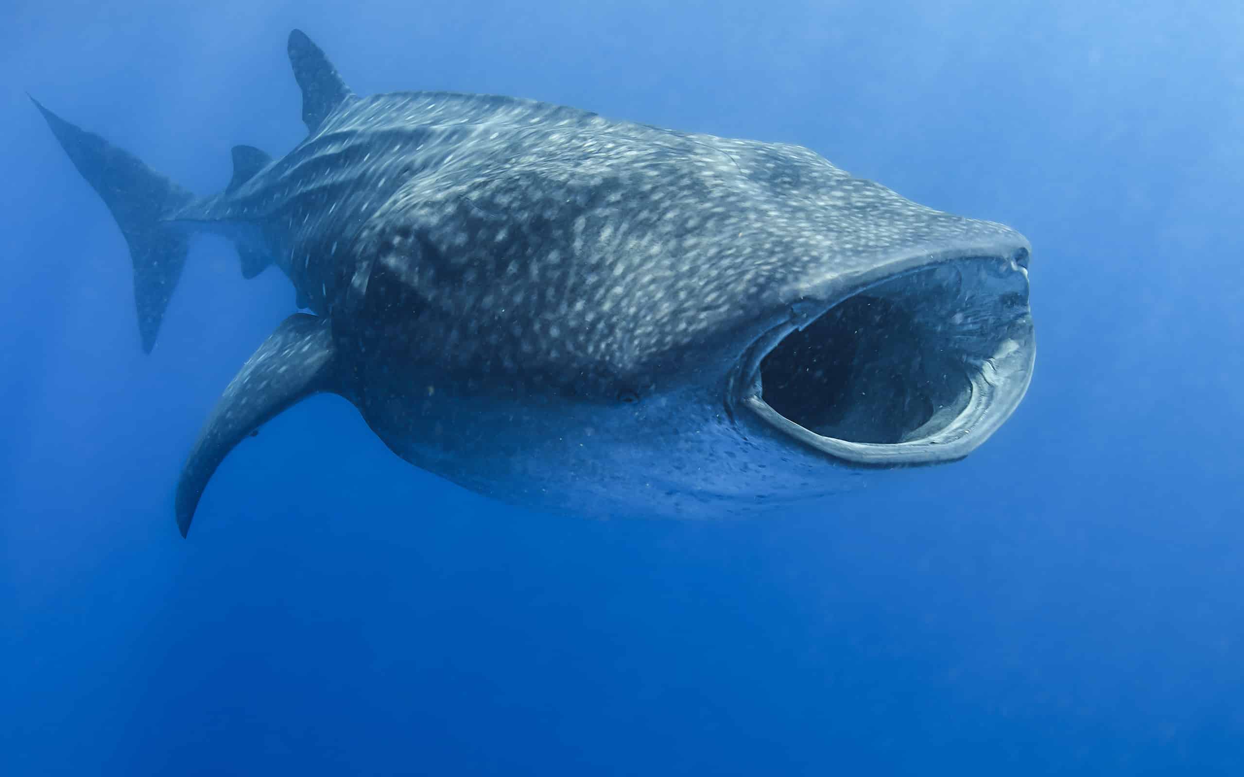 Which prophet was swallowed by a great fish?