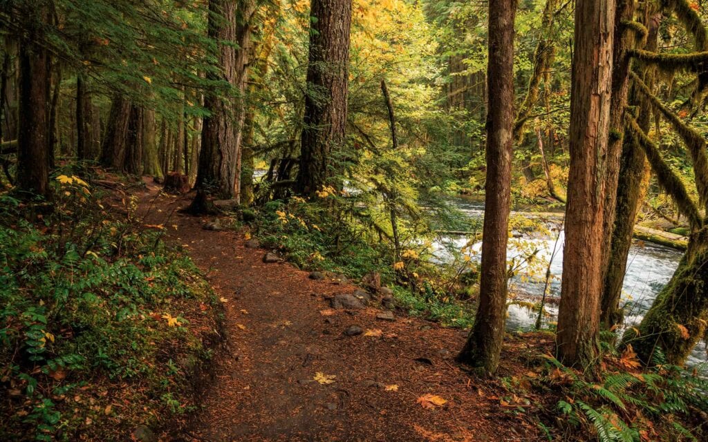 Oregon Forest, Willamette National Forest