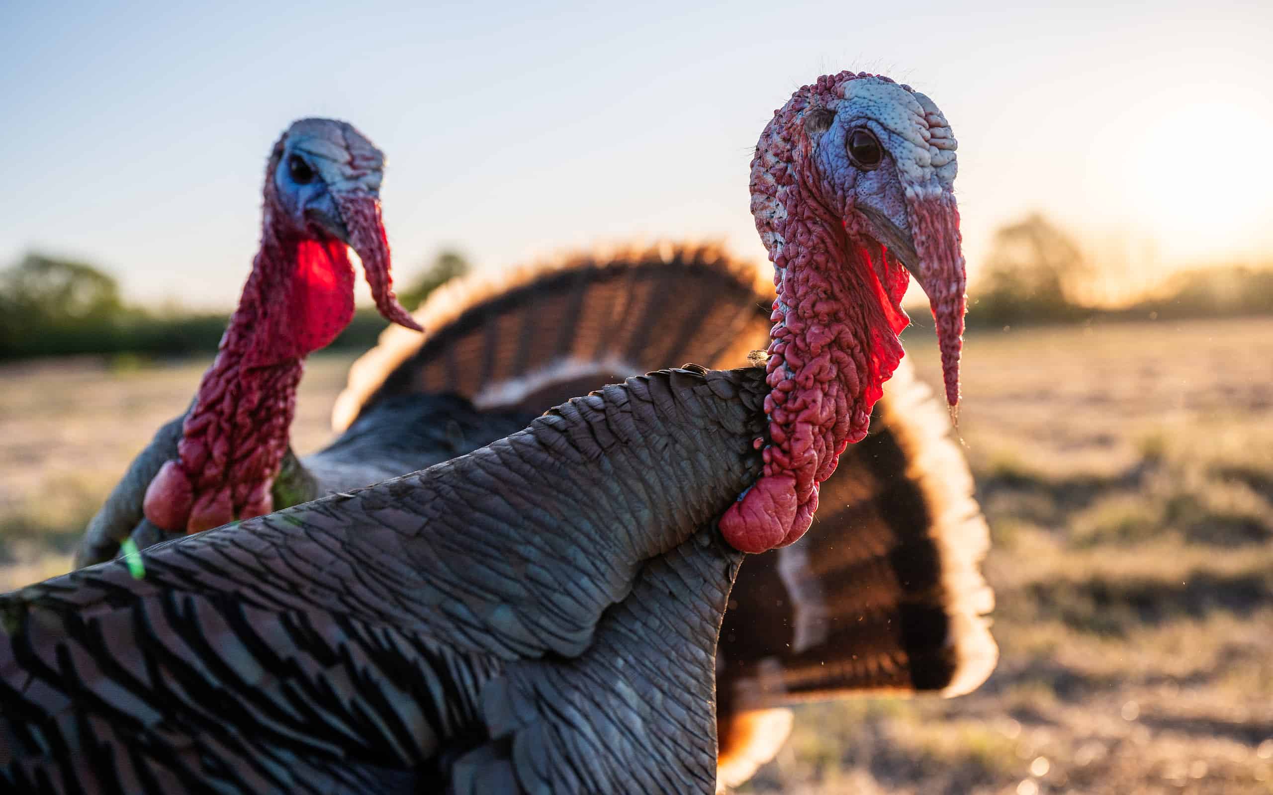 The U.S. State With Nearly 500,000 Wild Turkeys Roaming Free