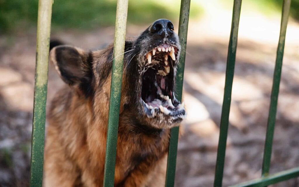 Barking german shepherd