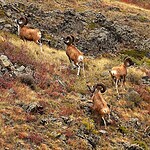Mammals Near the Usoi Dam: Marco Polo Sheep