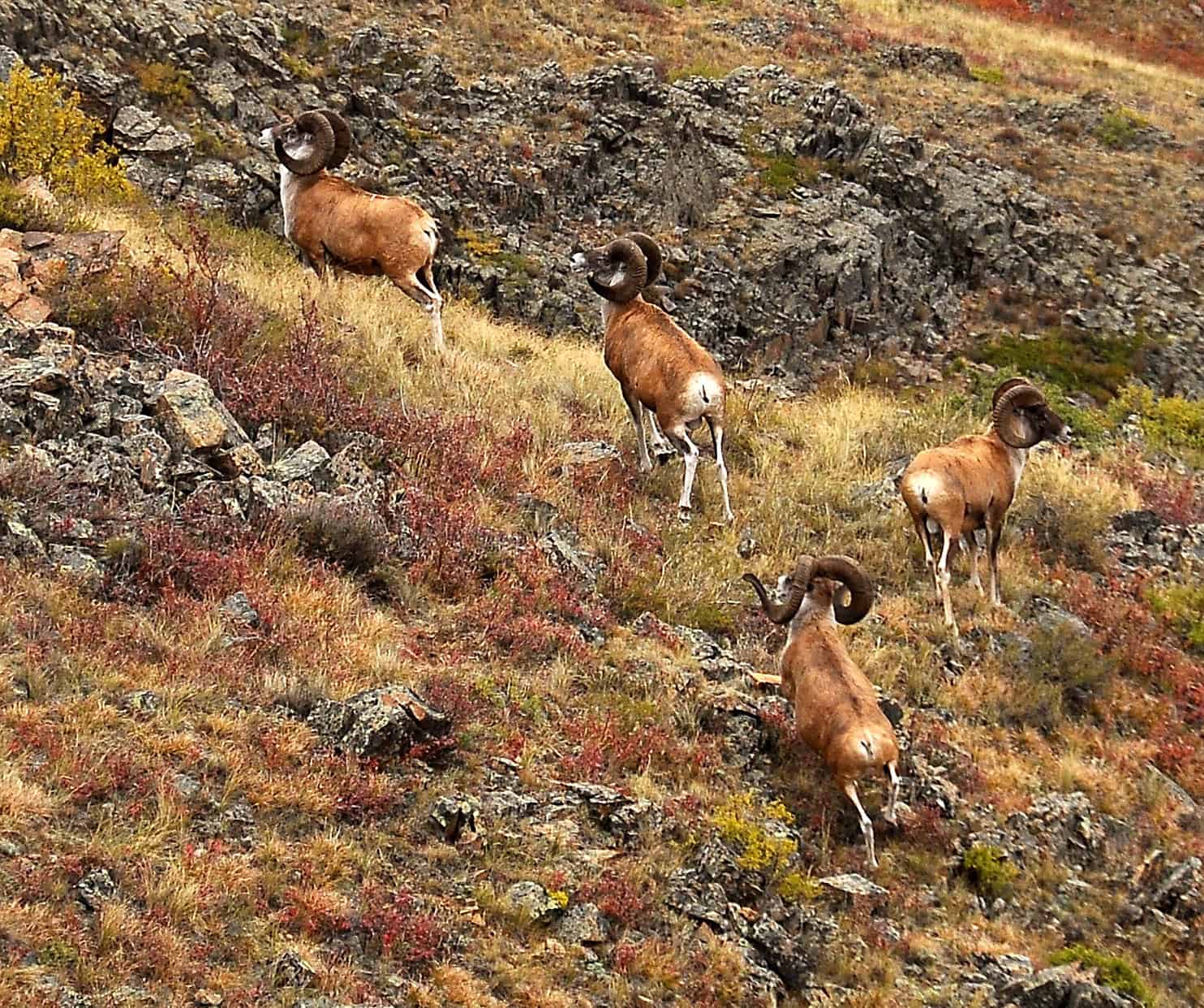 Mammals Near the Usoi Dam: Marco Polo Sheep
