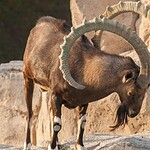Pamir Ibexes (cont.)
