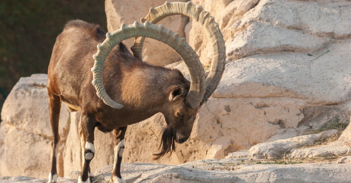 Pamir Ibexes (cont.)