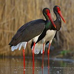 Birds Near The Usoi Dam