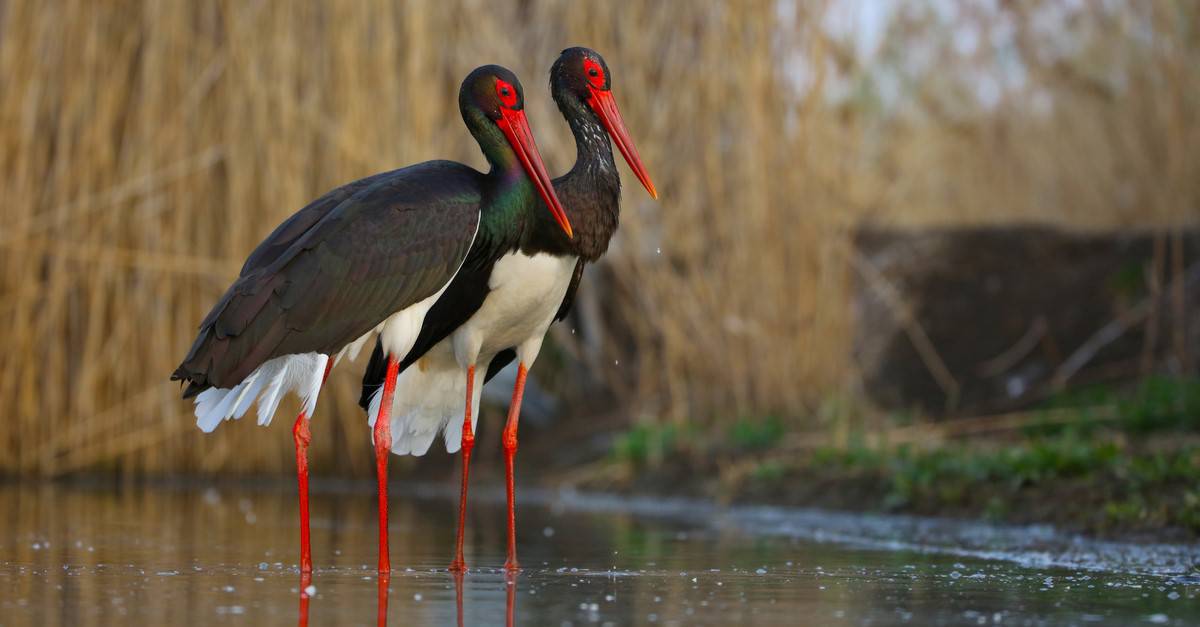 Birds Near The Usoi Dam
