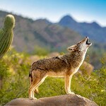 Animals in the Sonoran