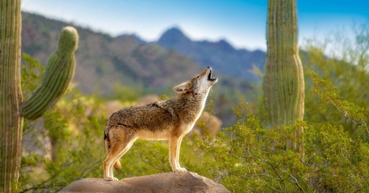 Animals in the Sonoran