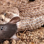 Rattlesnake Diet