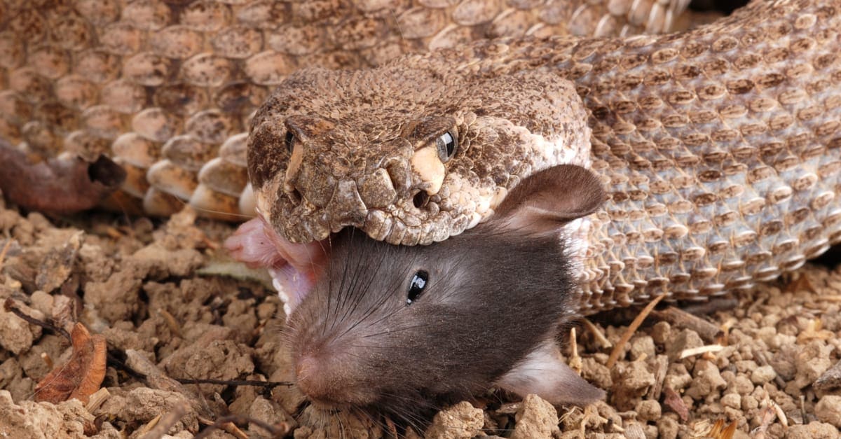 Rattlesnake Diet