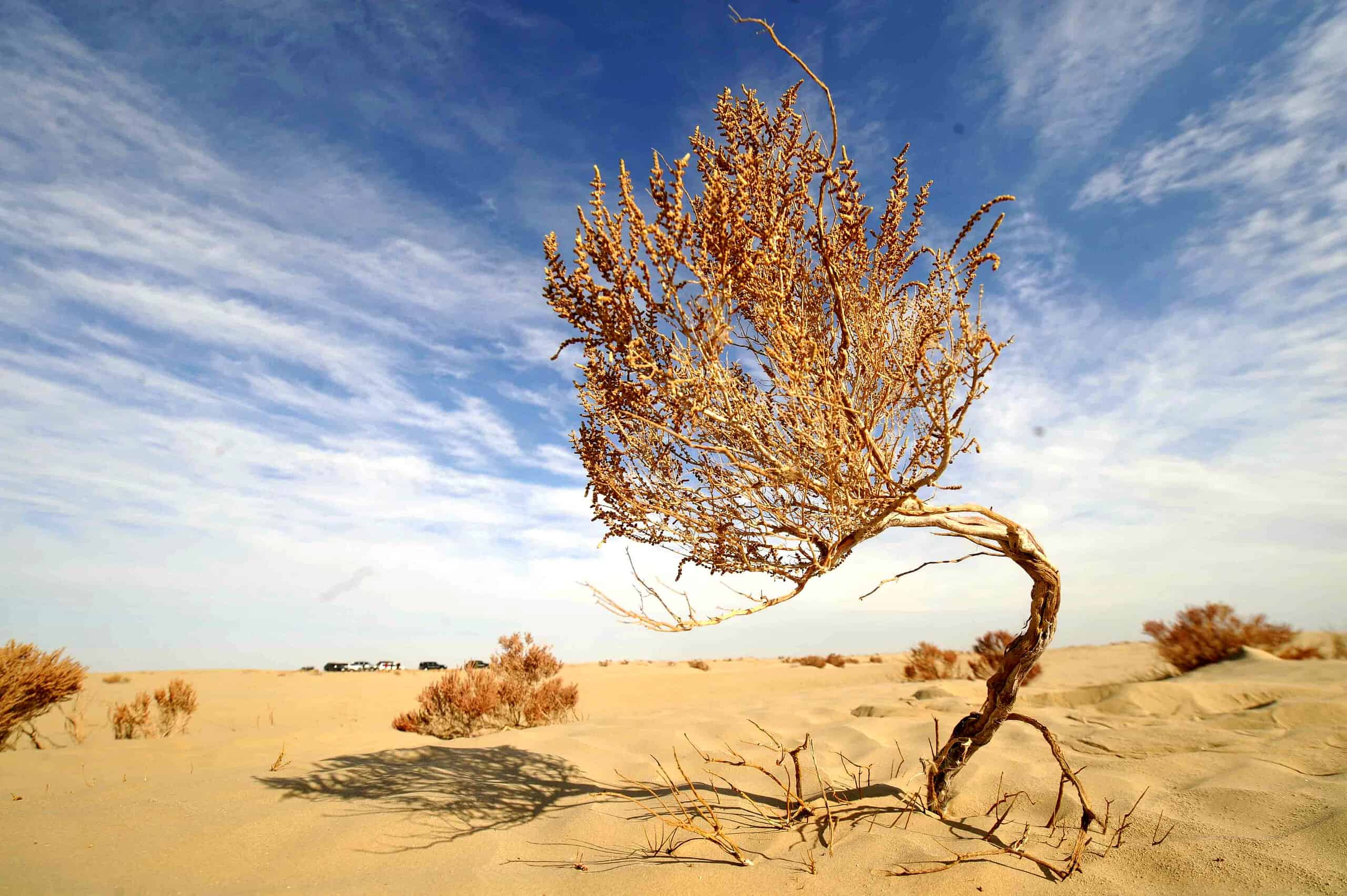 3. The Taklamakan Desert