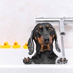 From Baths to the Ocean