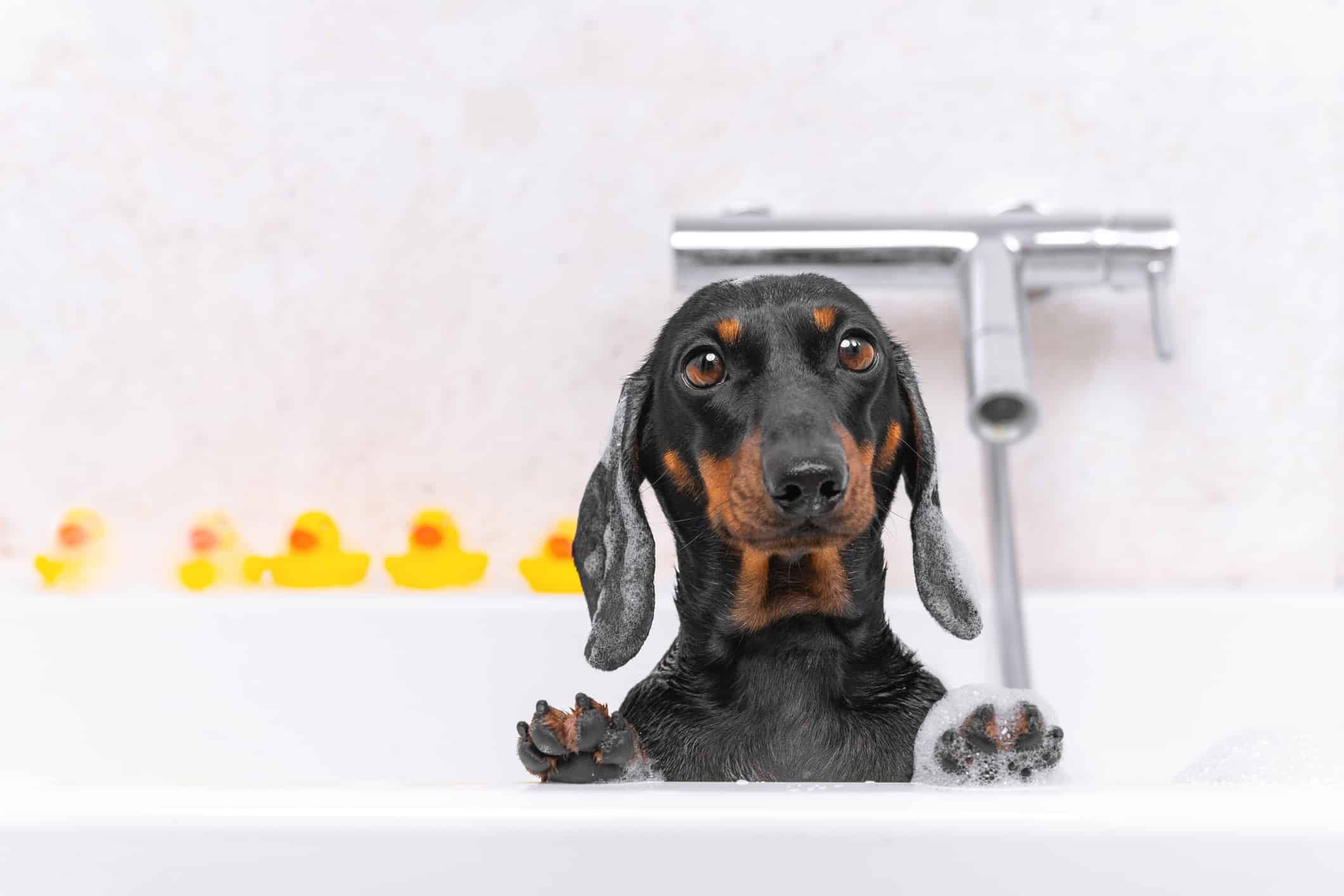 From Baths to the Ocean