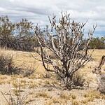 Wildlife Around Yucca Flat