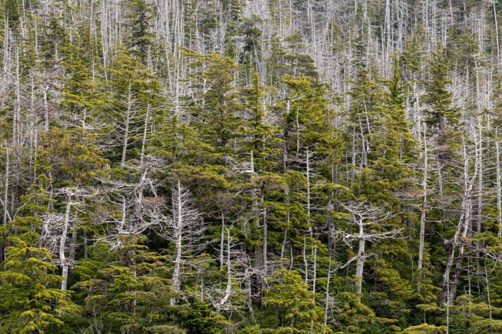 USA, Alaska, Tongass National Forest. Dying yellow cedar trees.