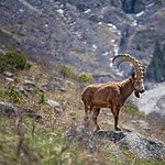Mammals Near the Usoi Dam: Pamir Ibexes