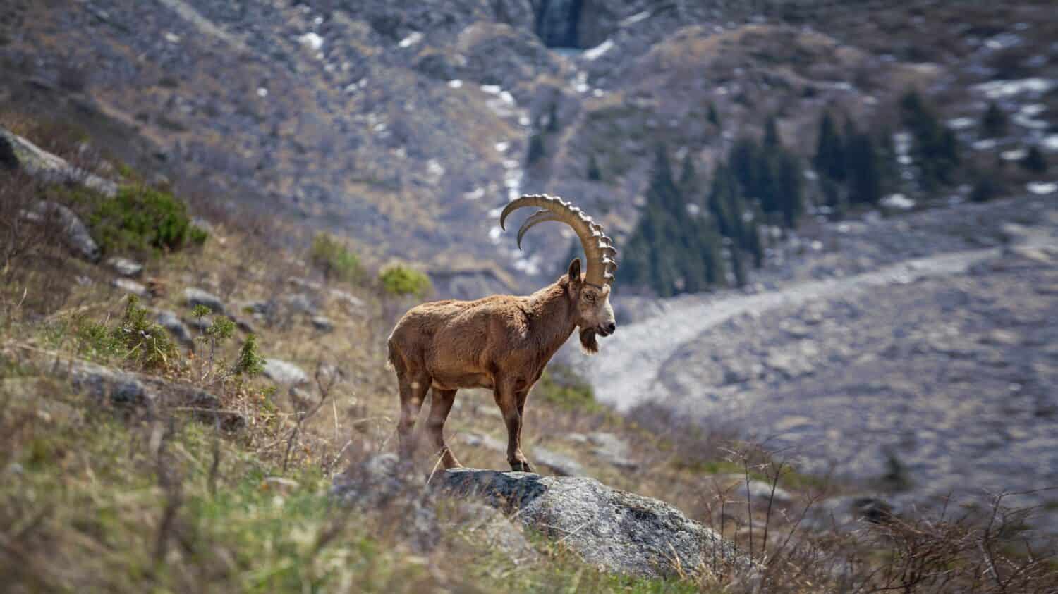Mammals Near the Usoi Dam: Pamir Ibexes