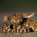 Lowdown on Rattlesnakes