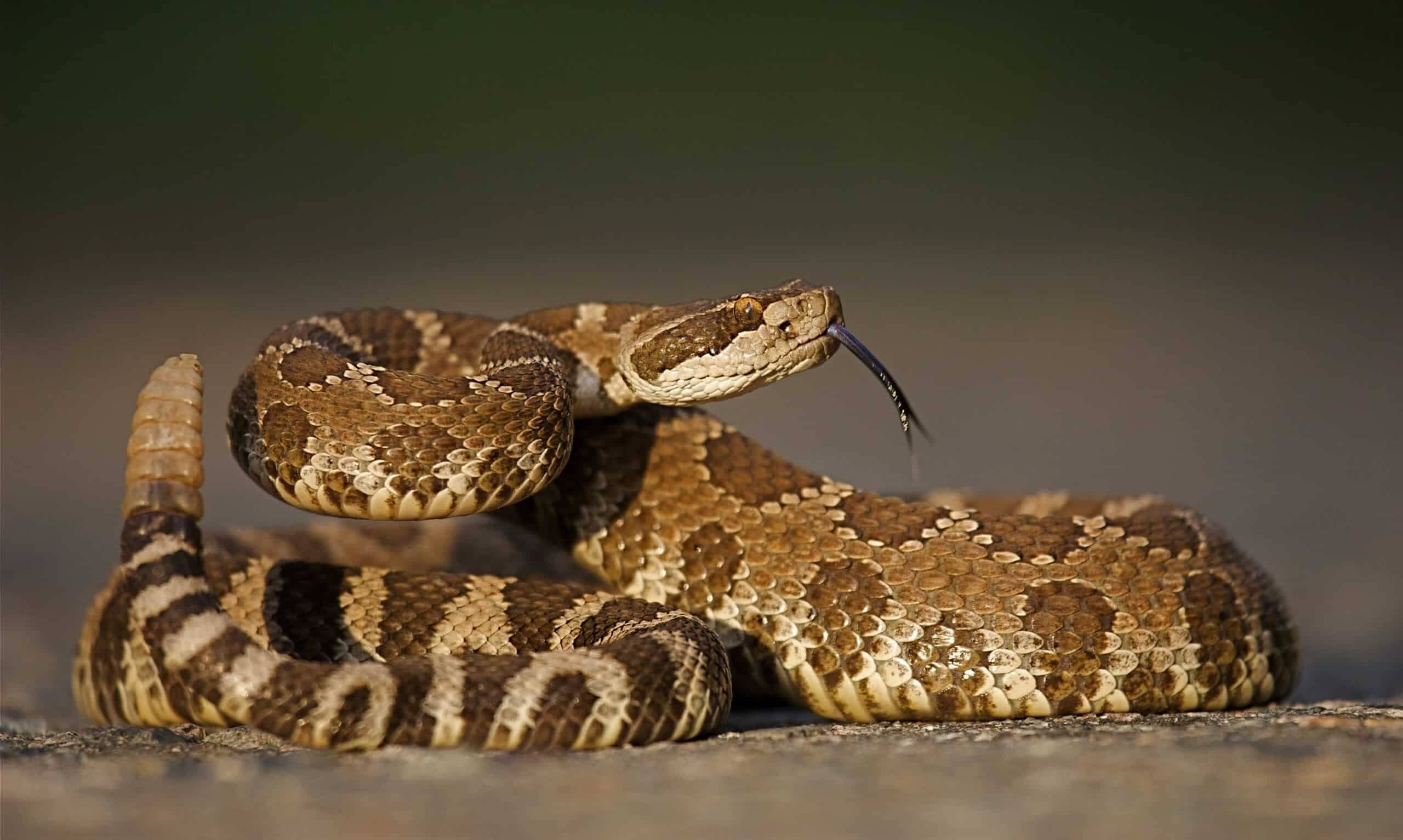 Lowdown on Rattlesnakes